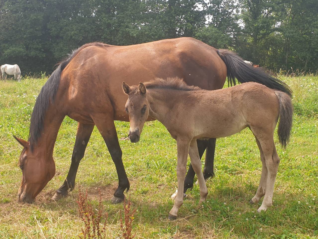 Veulen (ml) New Forest Te koop 2024 Bruin / Bai ,  KOMILFO LOVE DE CE