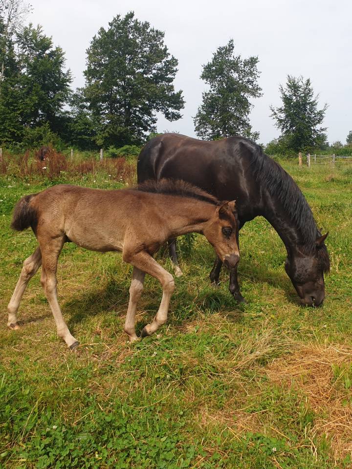 Veulen (ml) New Forest Te koop 2024 Bruin / Bai ,  KOMILFO LOVE DE CE