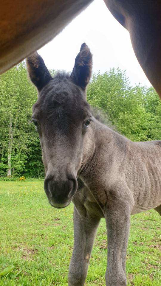 Veulen (ml) New Forest Te koop 2024 Bruin / Bai ,  KOMILFO LOVE DE CE