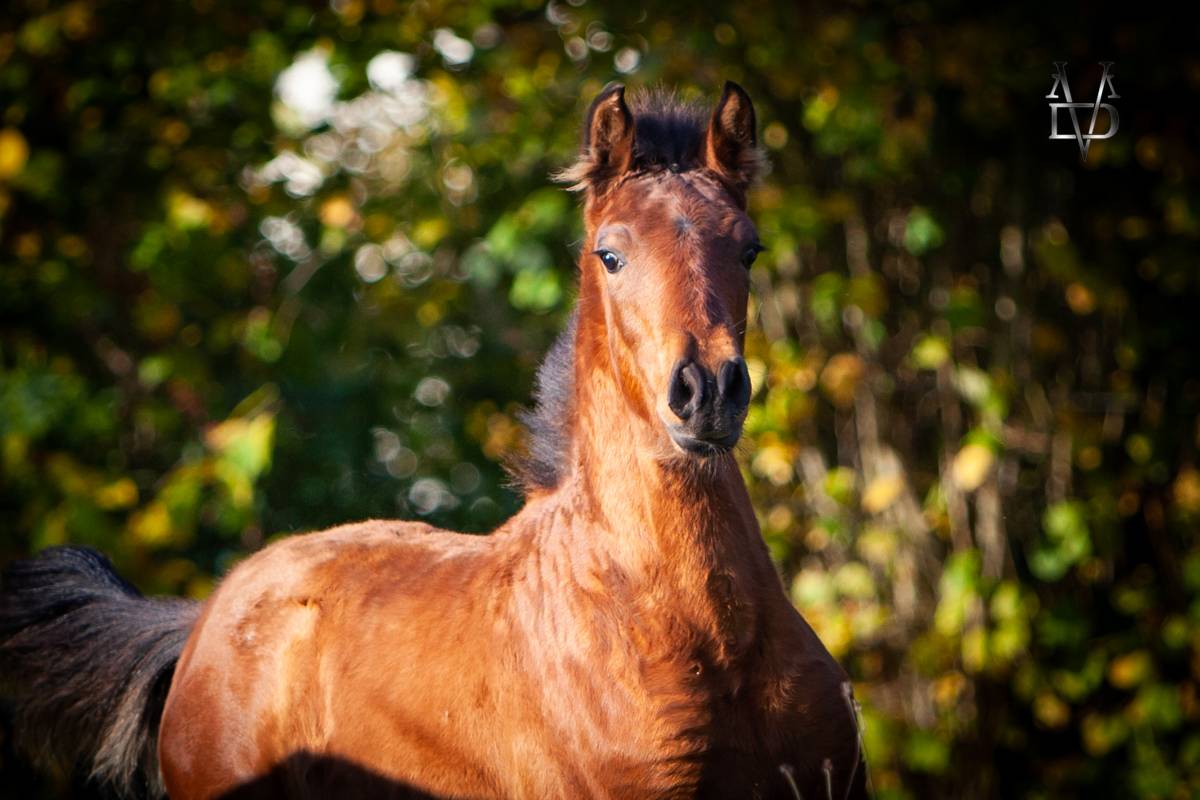Veulen (ml) PRE Puur Ras Spaans Te koop 2024 Donker bruin / bai