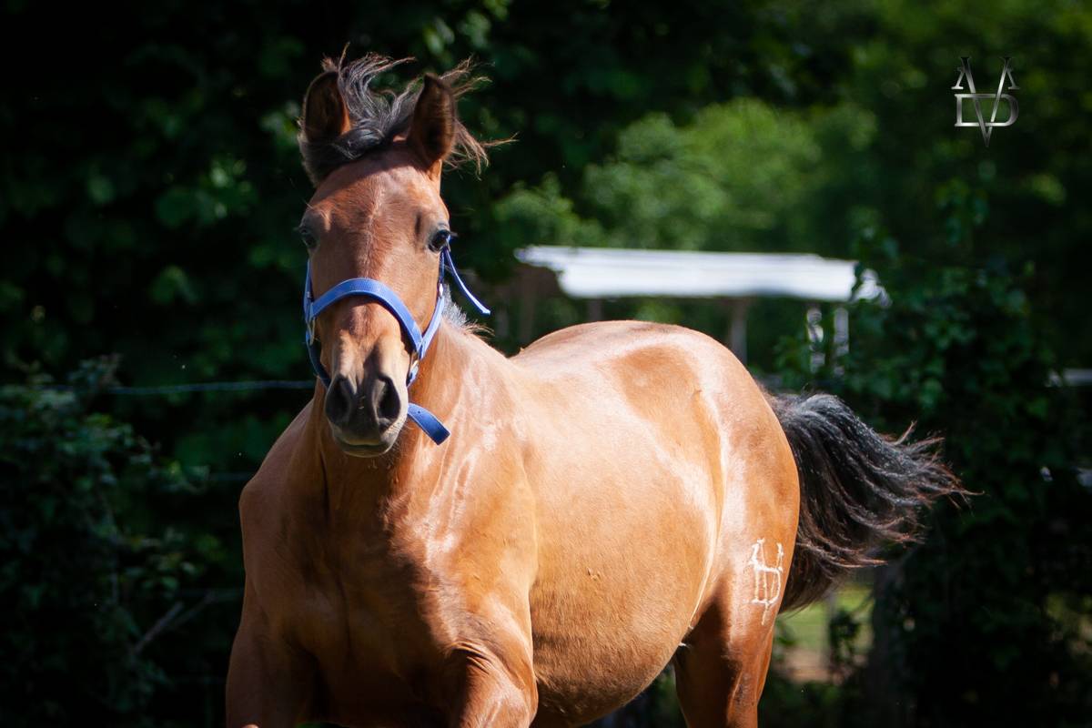 Veulen (ml) PRE Puur Ras Spaans Te koop 2024 Donker bruin / bai