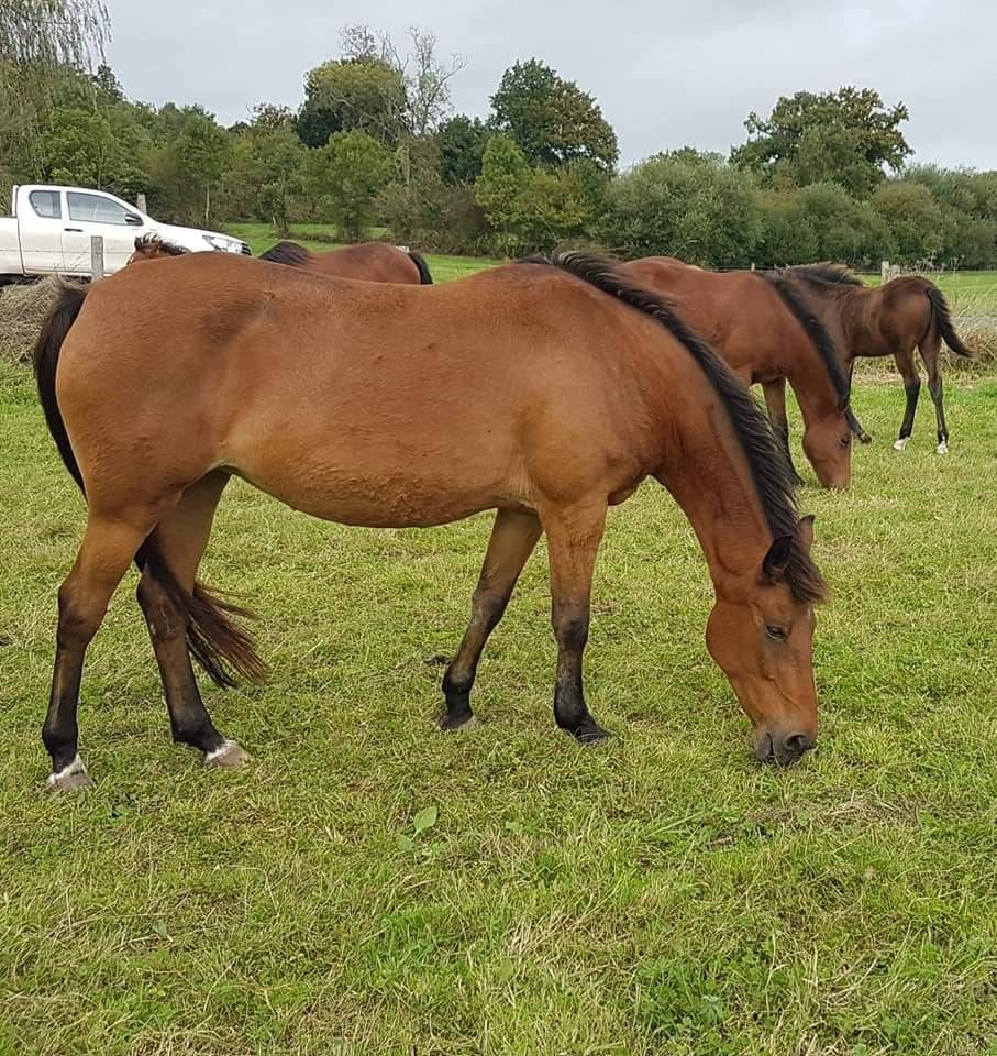 Merrie Duitse rijpony  Te koop 2005 Donker bruin / bai