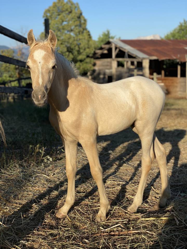Veulen (ml) Welsh Partbred Te koop 2023 Palomino ,  itak de l'ourea