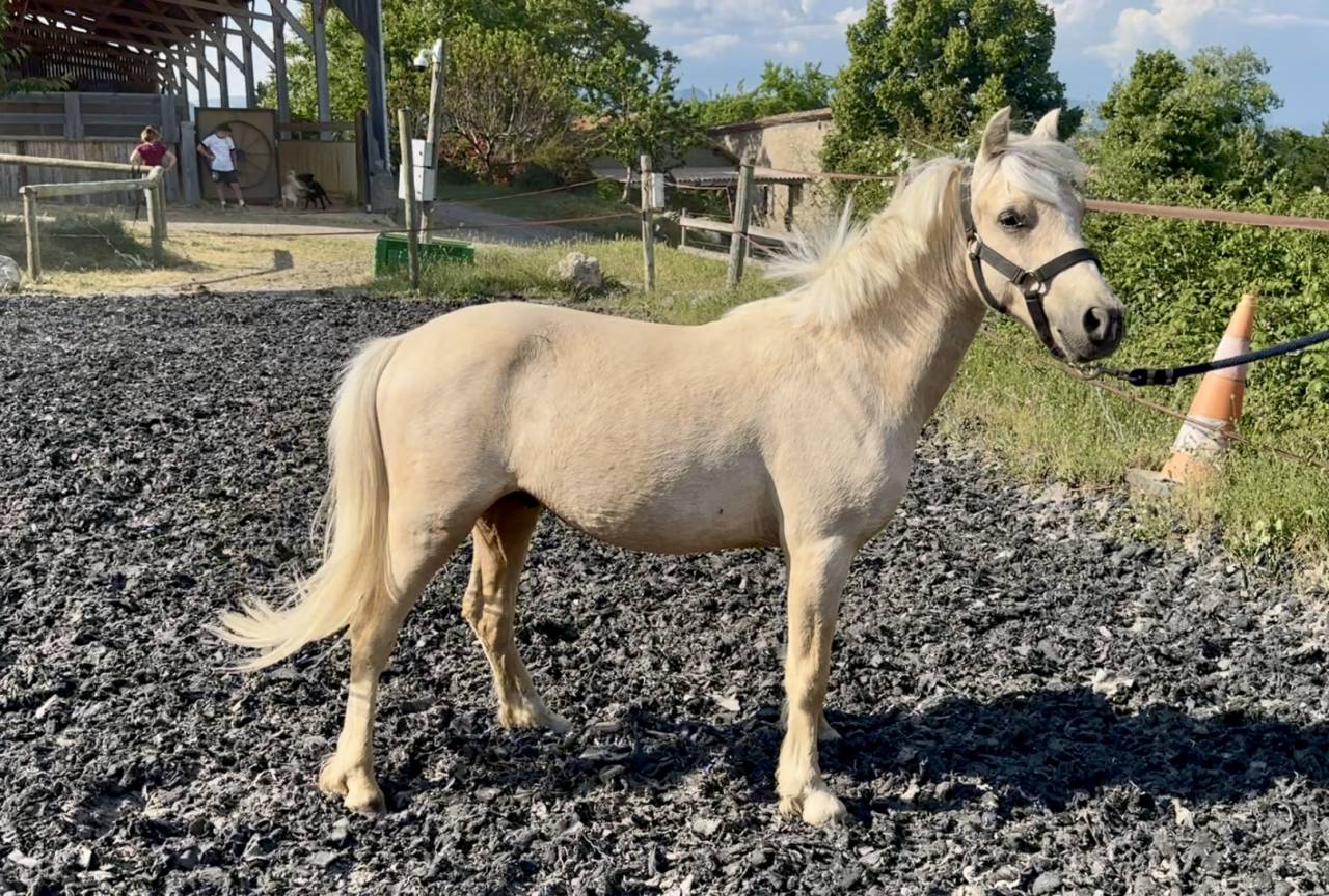 Veulen (ml) Welsh Partbred Te koop 2023 Palomino ,  itak de l'ourea