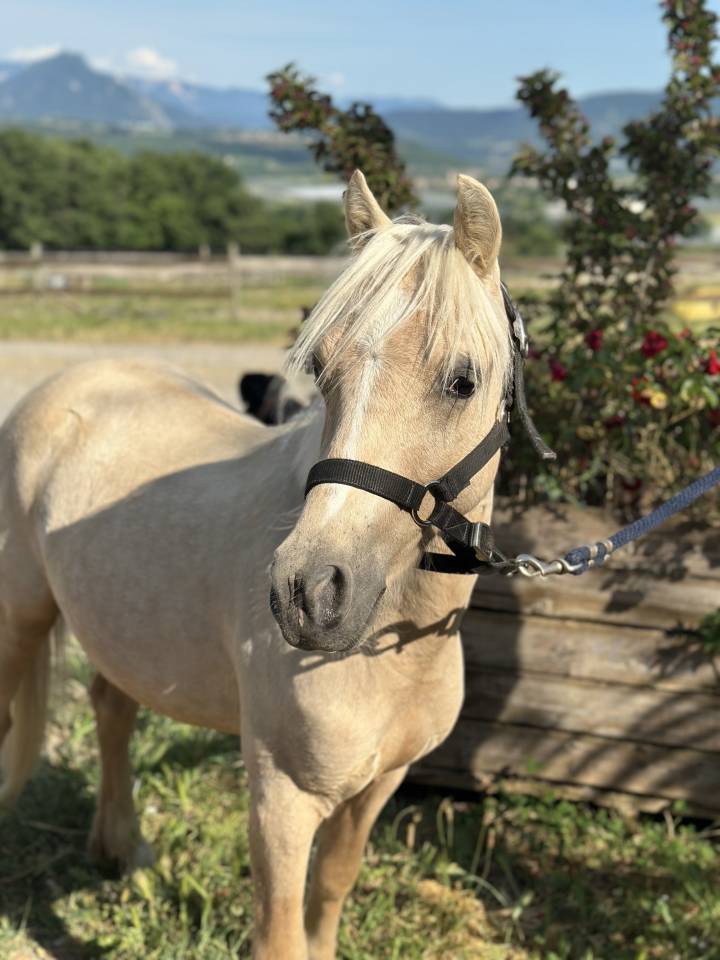 Veulen (ml) Welsh Partbred Te koop 2023 Palomino ,  itak de l'ourea