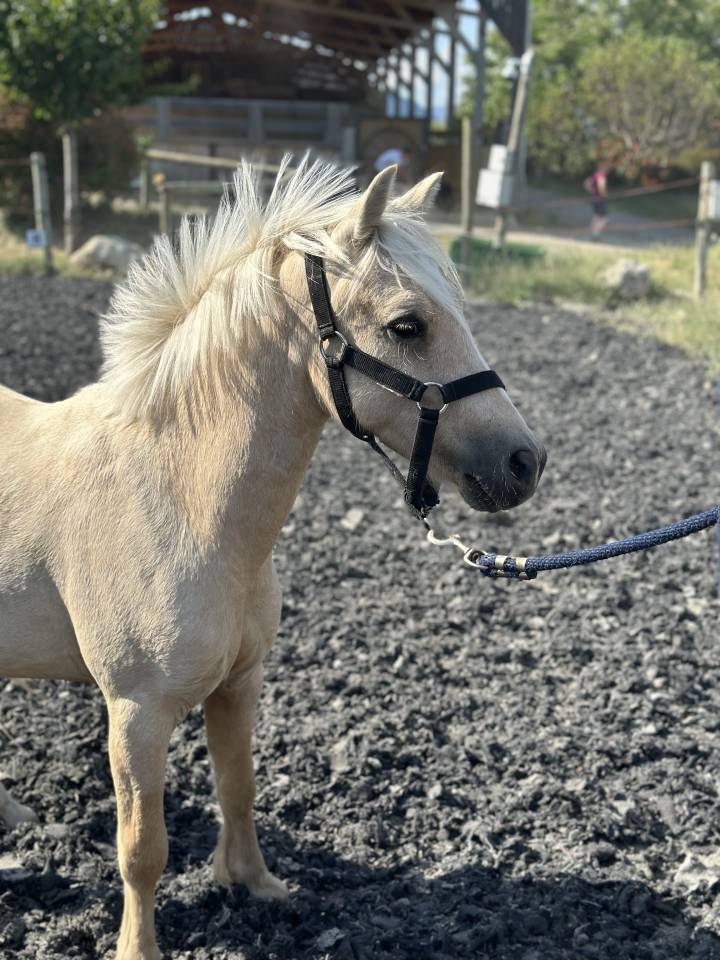 Veulen (ml) Welsh Partbred Te koop 2023 Palomino ,  itak de l'ourea