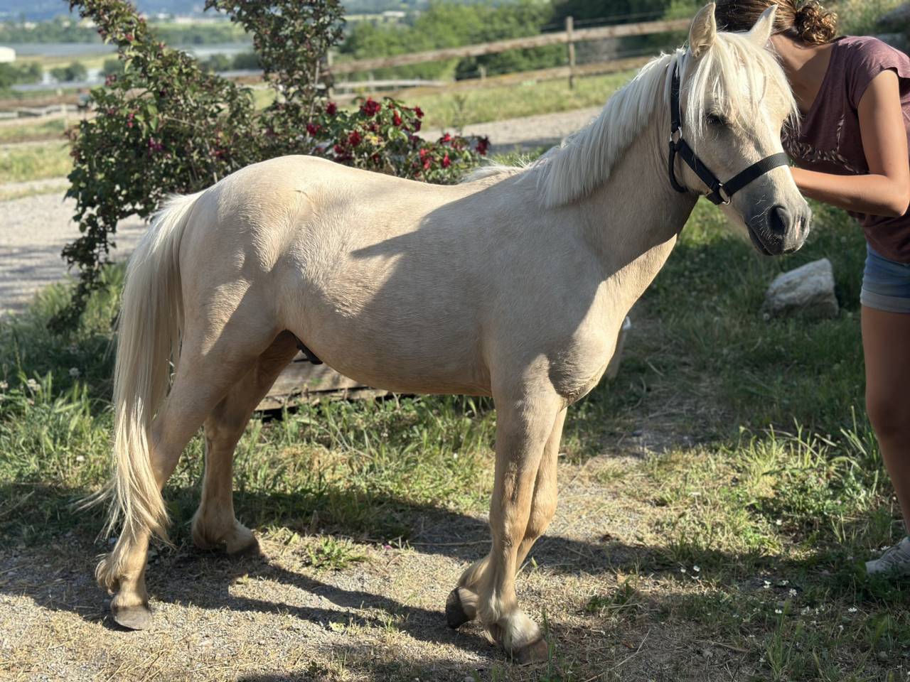 Veulen (ml) Welsh Partbred Te koop 2023 Palomino ,  itak de l'ourea