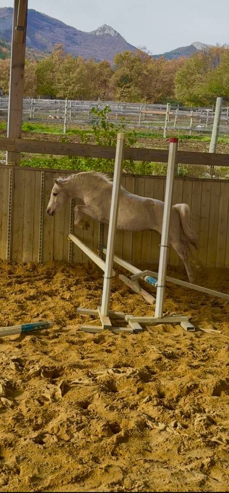 Veulen (ml) Welsh Partbred Te koop 2023 Palomino ,  itak de l'ourea