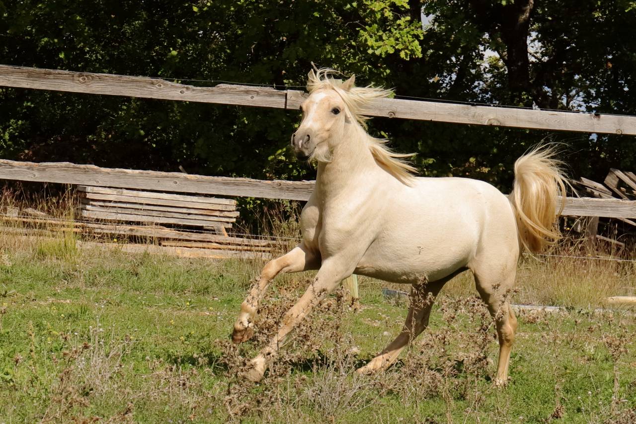 Veulen (ml) Welsh Partbred Te koop 2023 Palomino ,  itak de l'ourea