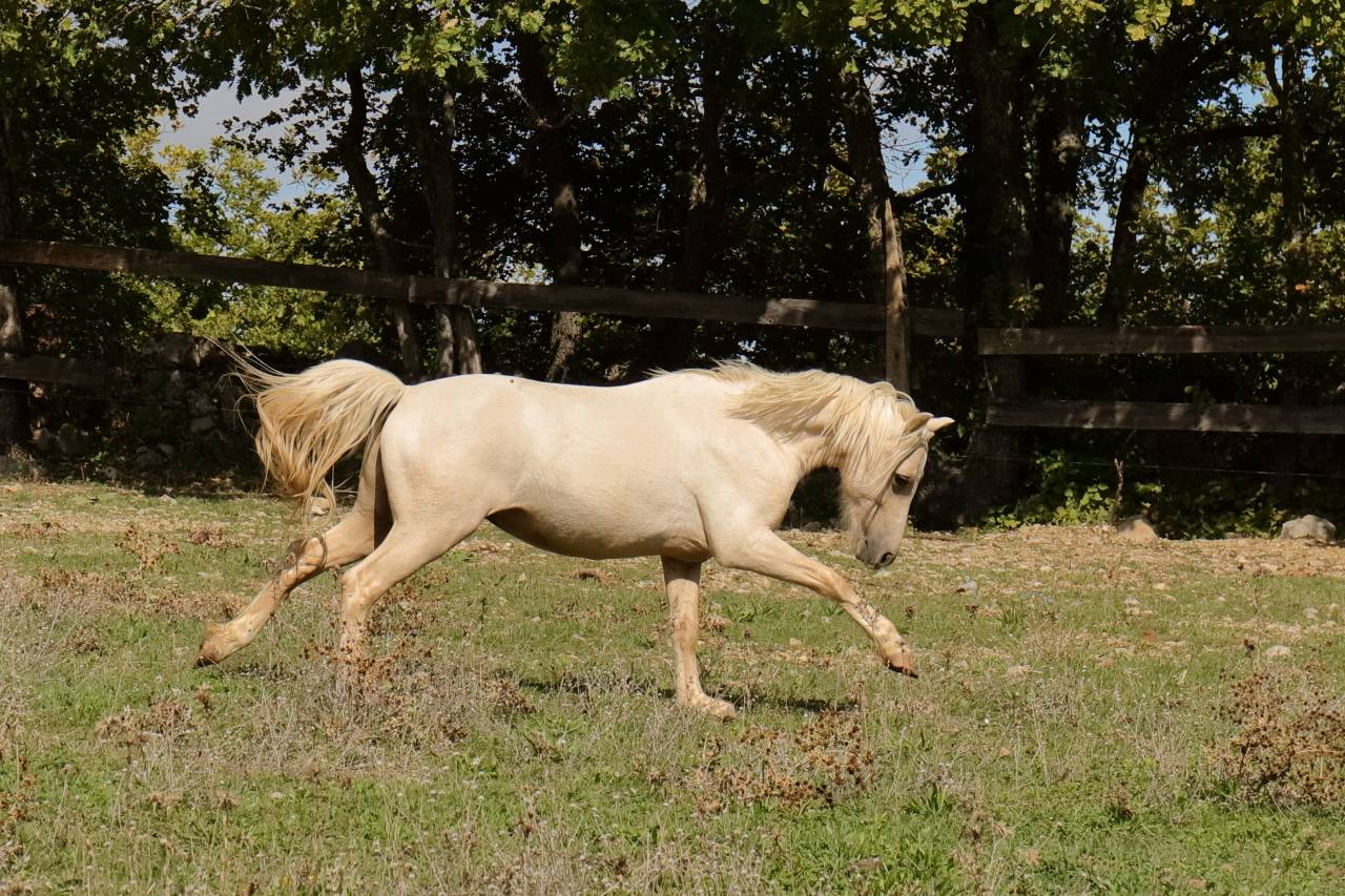 Veulen (ml) Welsh Partbred Te koop 2023 Palomino ,  itak de l'ourea
