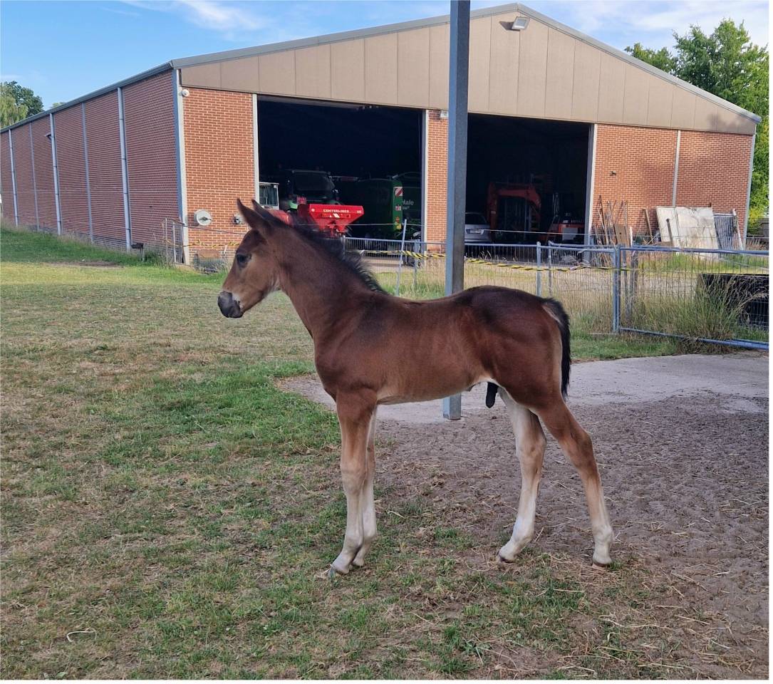 Hengstenveulen van Pifte van het houtemhof