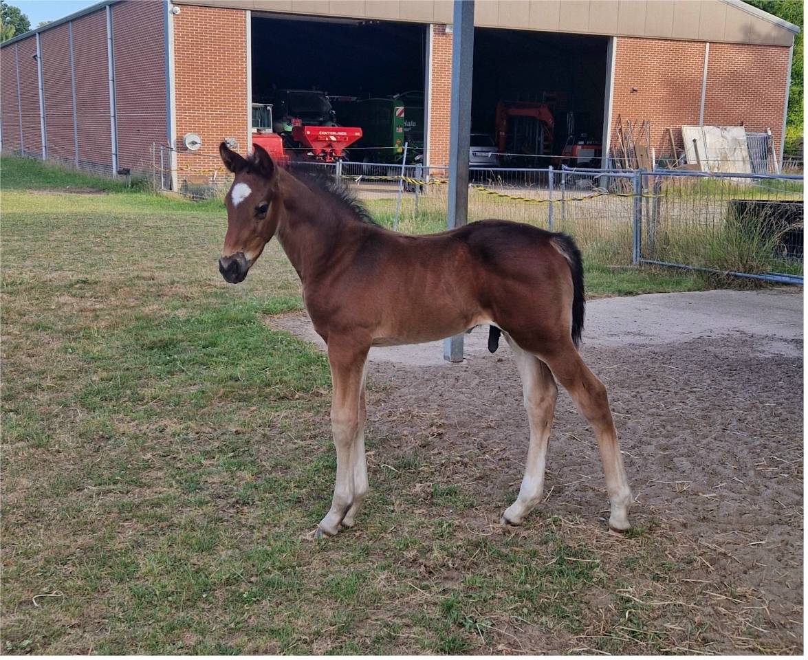 Hengstenveulen van Pifte van het houtemhof