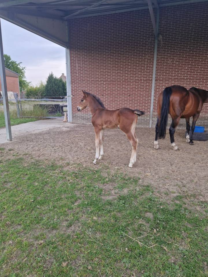 Hengstenveulen van Pifte van het houtemhof