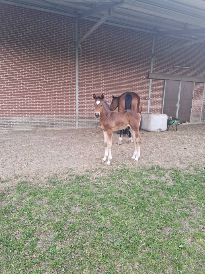 Hengstenveulen van Pifte van het houtemhof