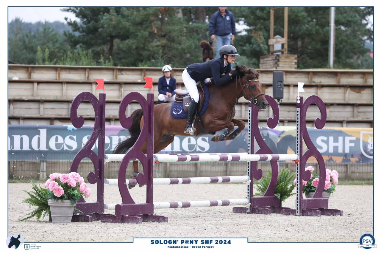 Veulen (ml) New Forest Te koop 2023 Vos ,  Heartbreaker O'Mallet