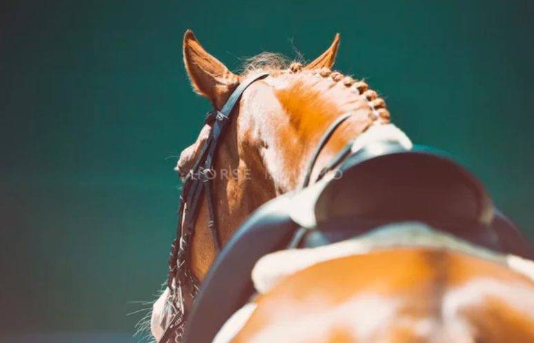 Ruiterclub Koop Hérault