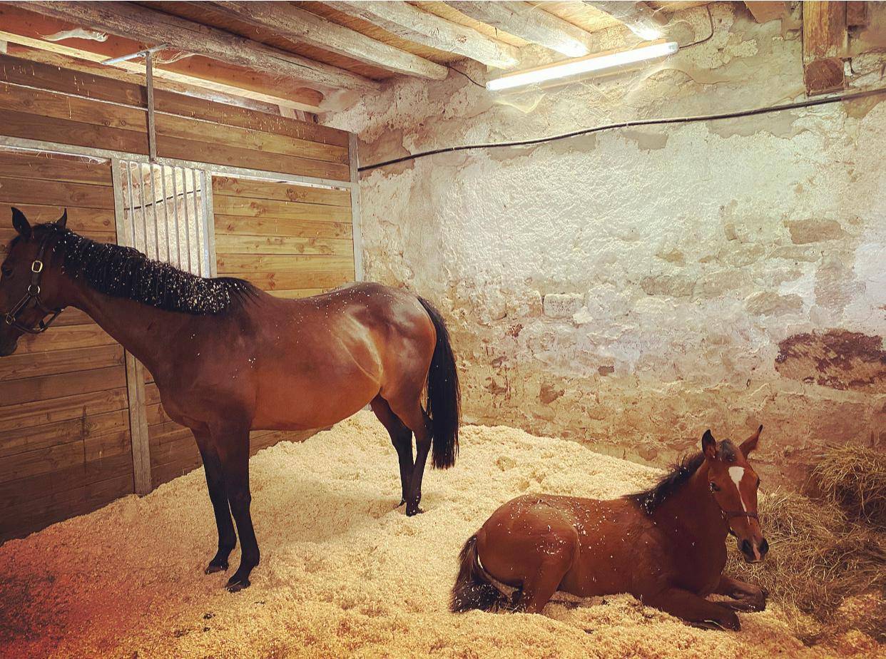 Stoeterij Koop Allier