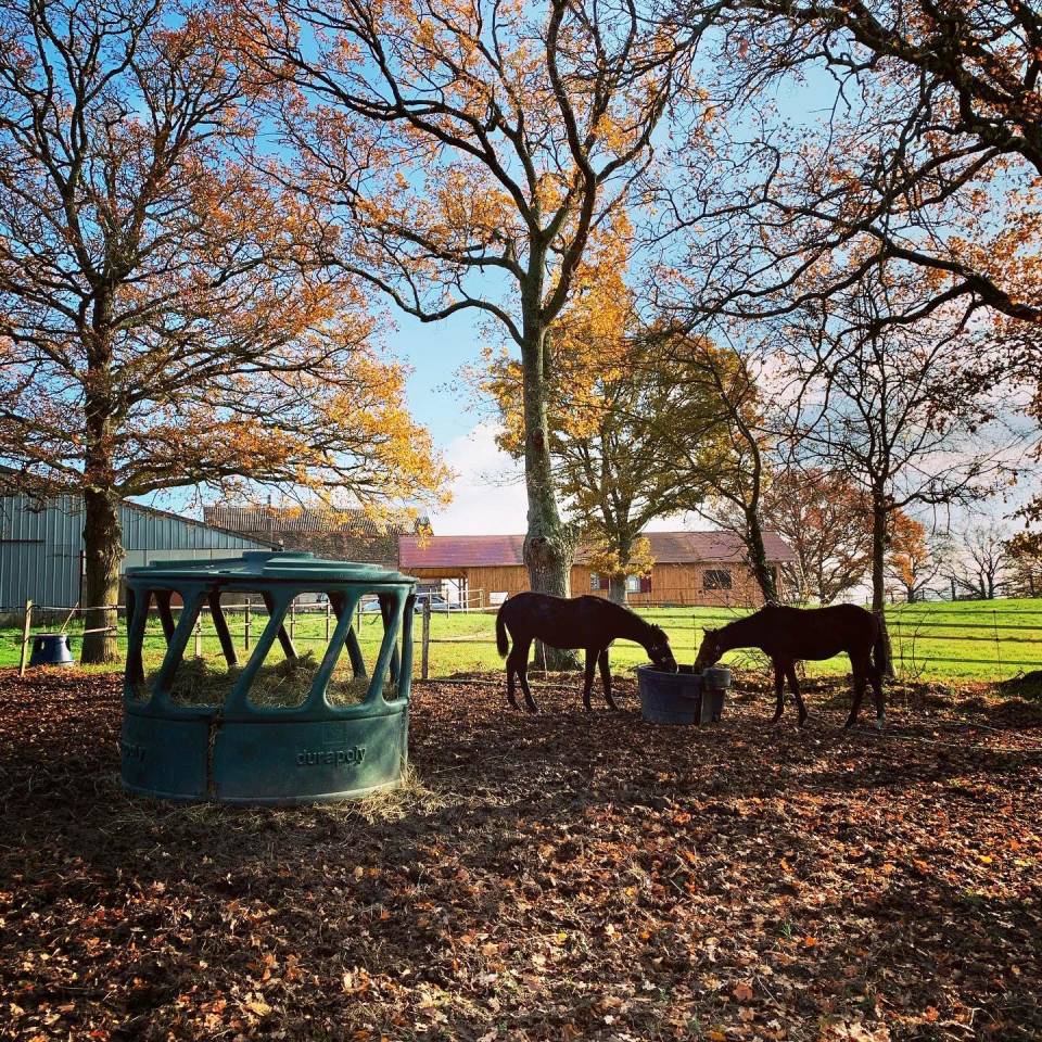 Stoeterij Koop Allier