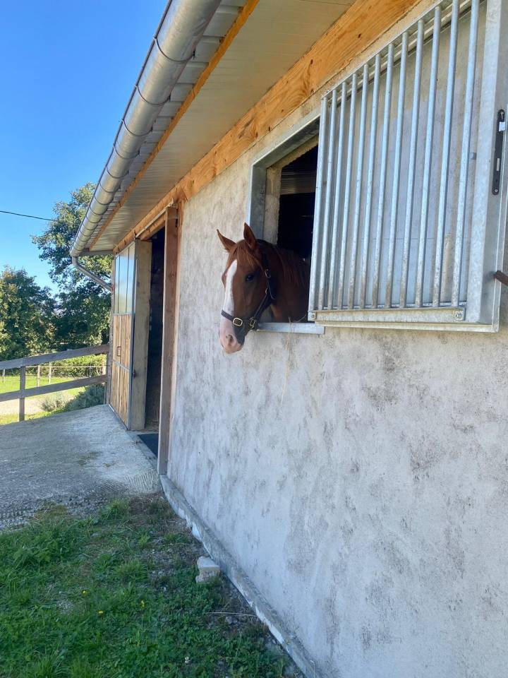 Stoeterij Koop Allier