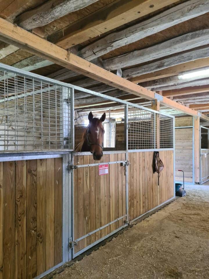 Stoeterij Koop Allier