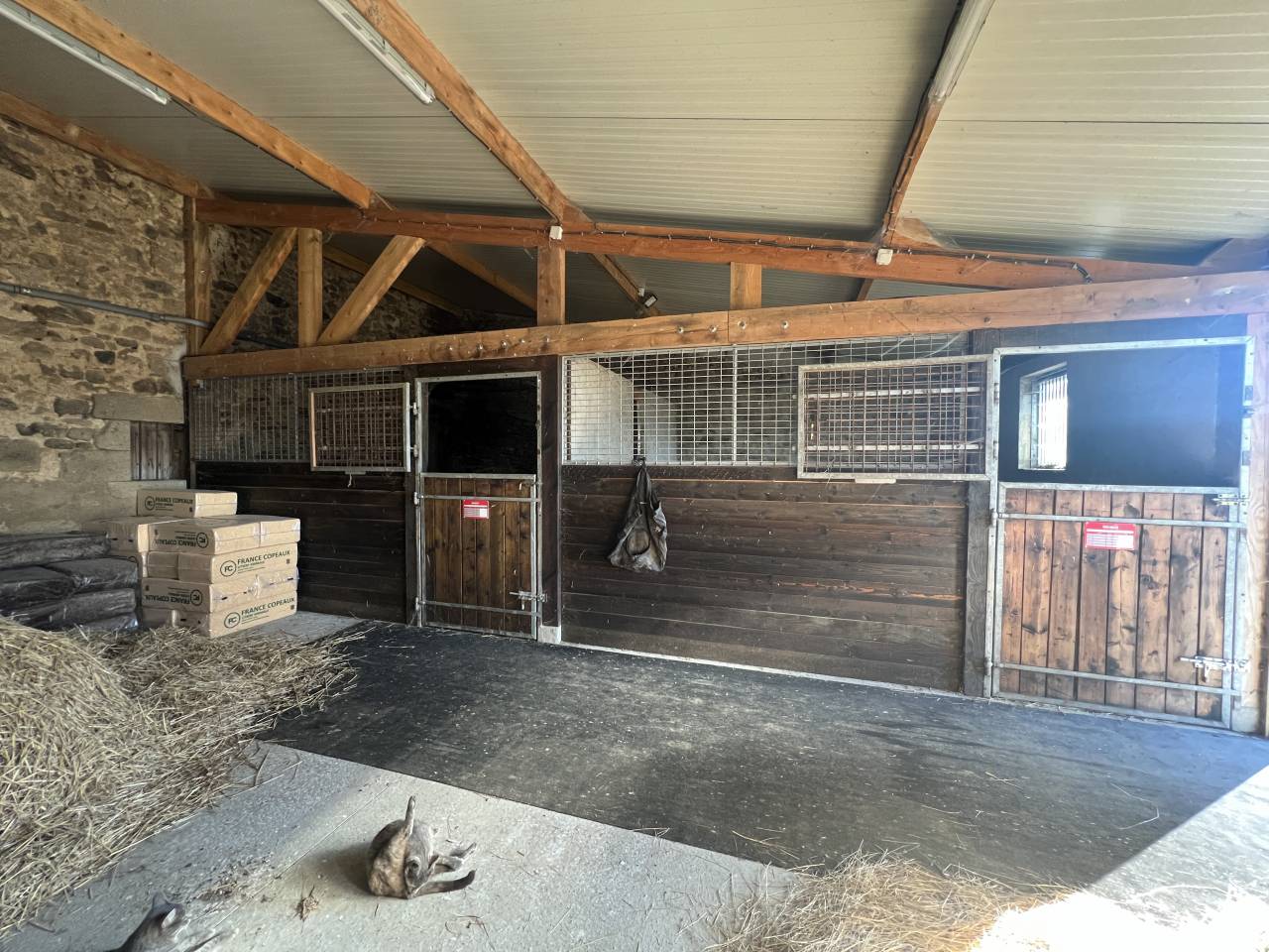 Stoeterij Koop Allier