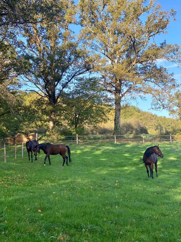Stoeterij Koop Allier