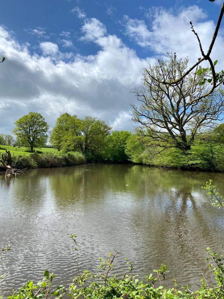 Stoeterij Koop Allier