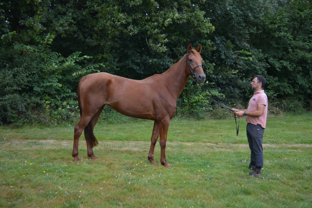 Merrie Franse draver  Te koop 2021 Vos