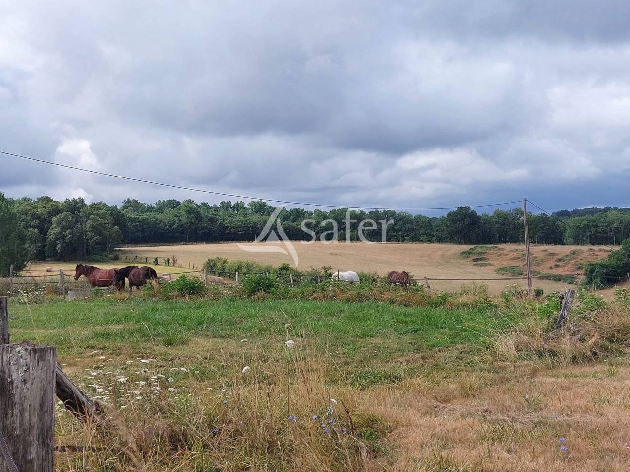 Schapen exploitatie Koop Dordogne