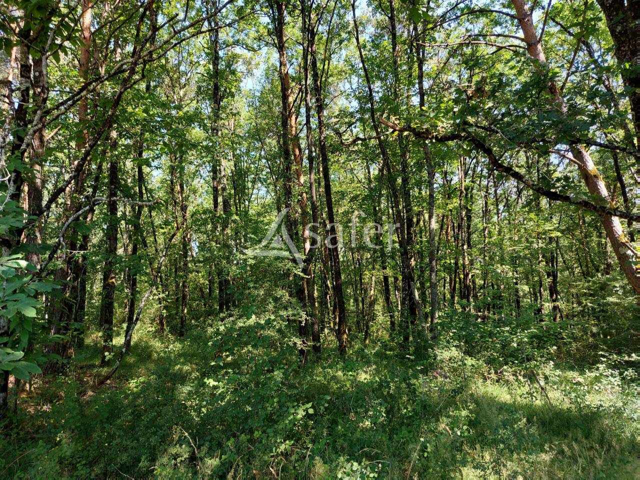 Schapen exploitatie Koop Dordogne