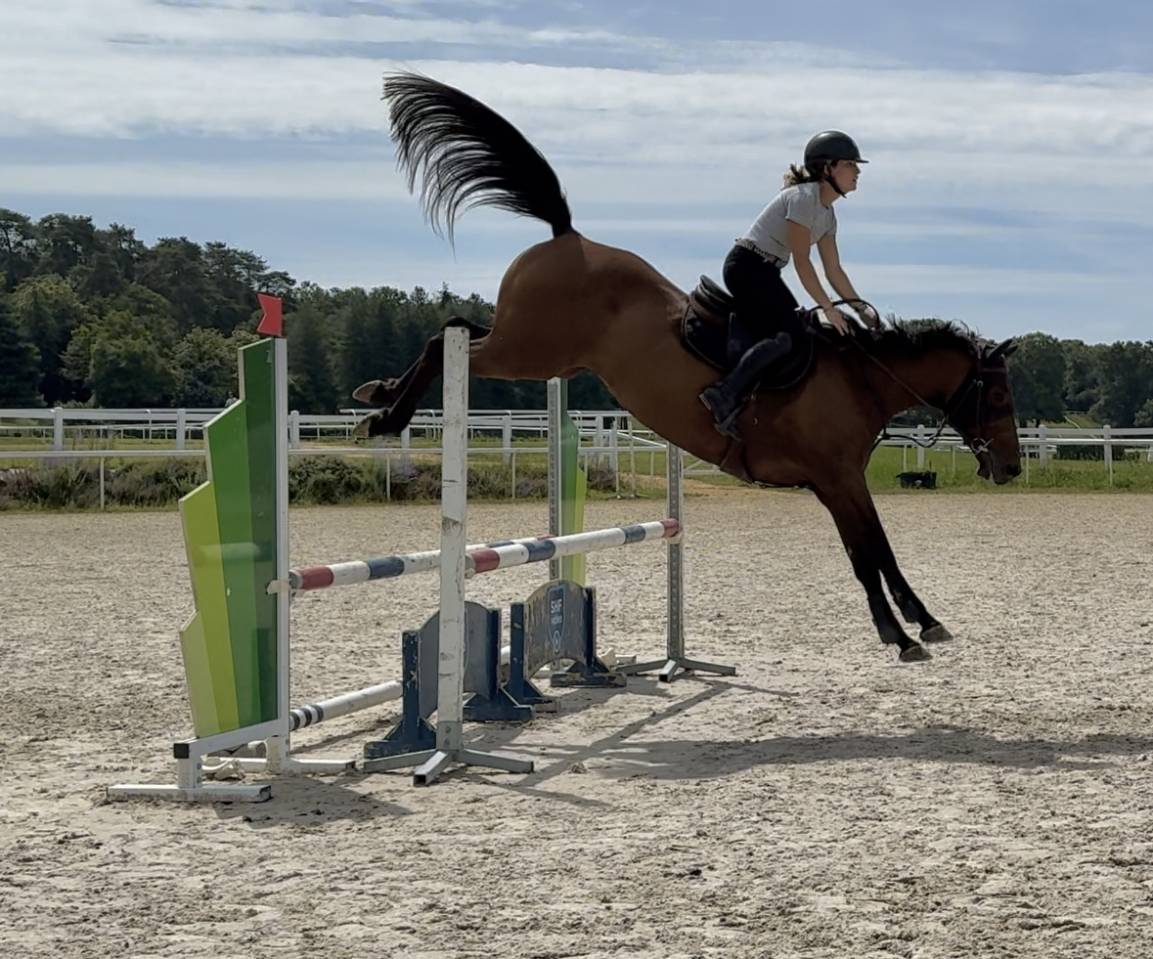 Merrie Selle Français Te koop 2019 Donker bruin / bai