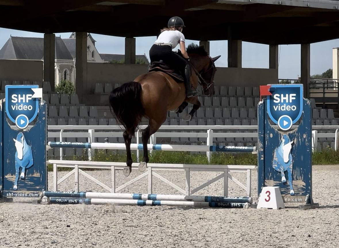 Merrie Selle Français Te koop 2019 Donker bruin / bai