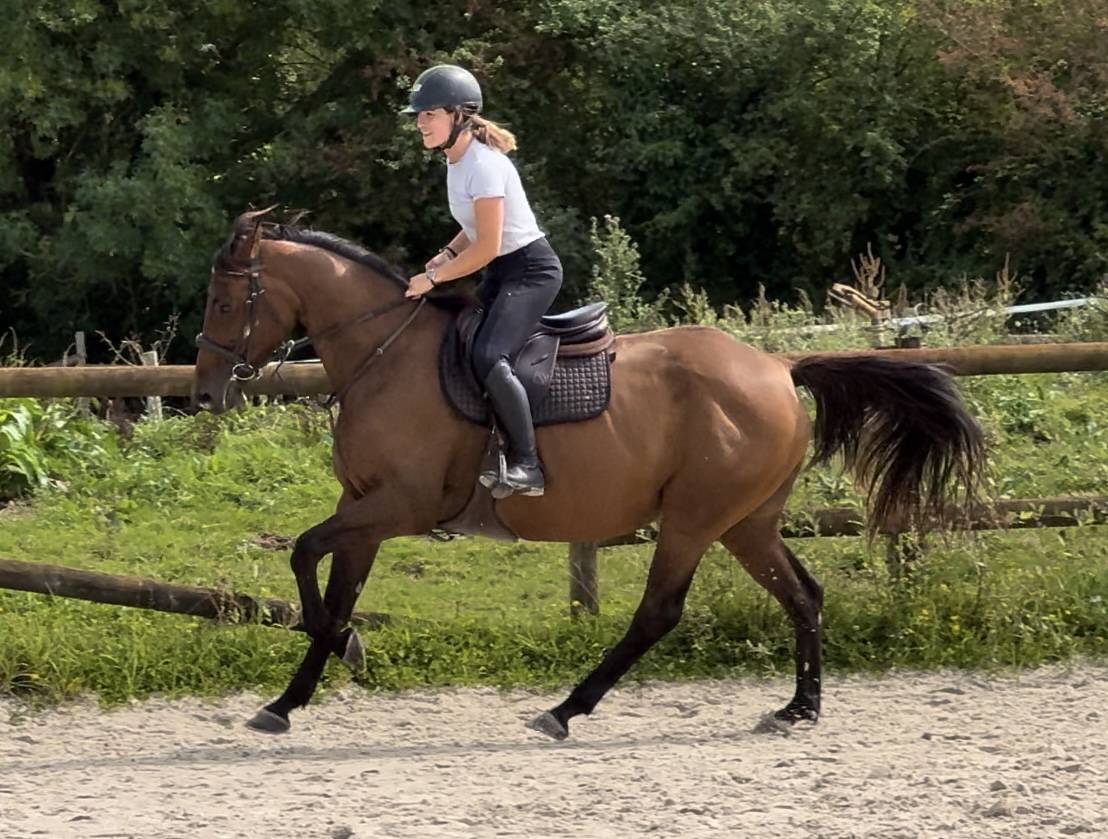 Merrie Selle Français Te koop 2019 Donker bruin / bai