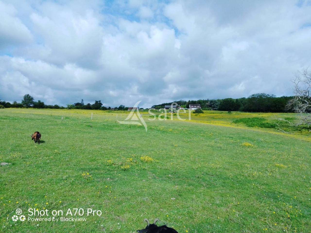Hippisch vastgoed Koop Allier