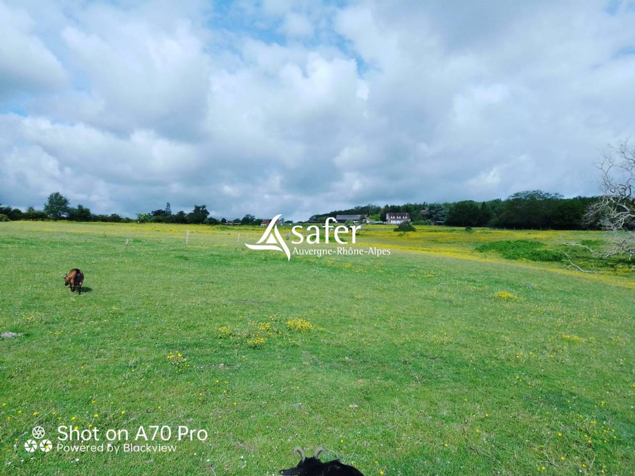 Hippisch vastgoed Koop Allier