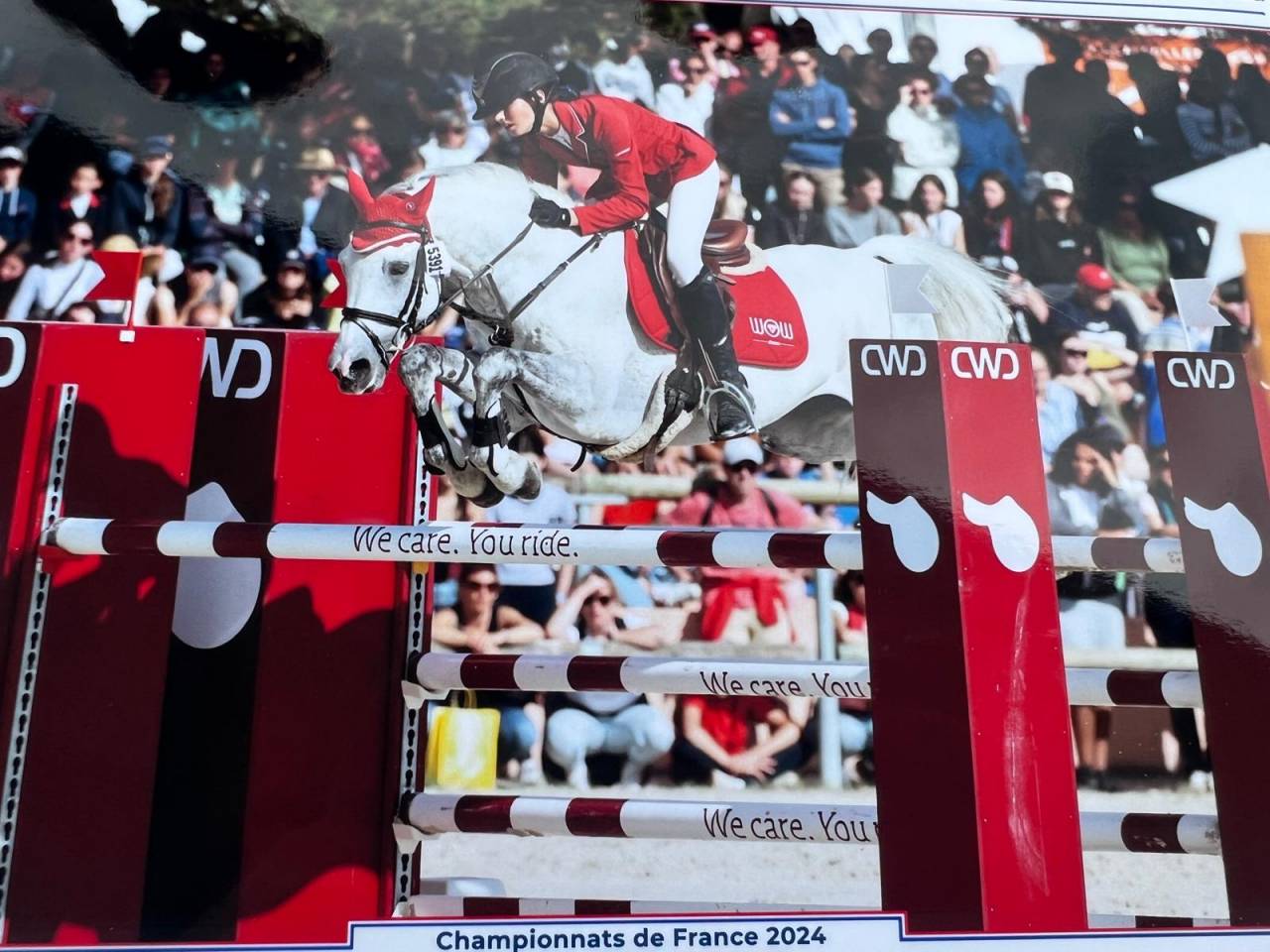 Dekhengst Nederlandse pony Te leen 2012 Schimmel