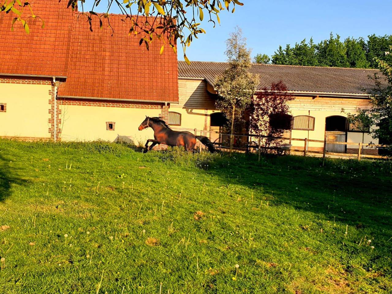 Stoeterij Koop Seine-Maritime