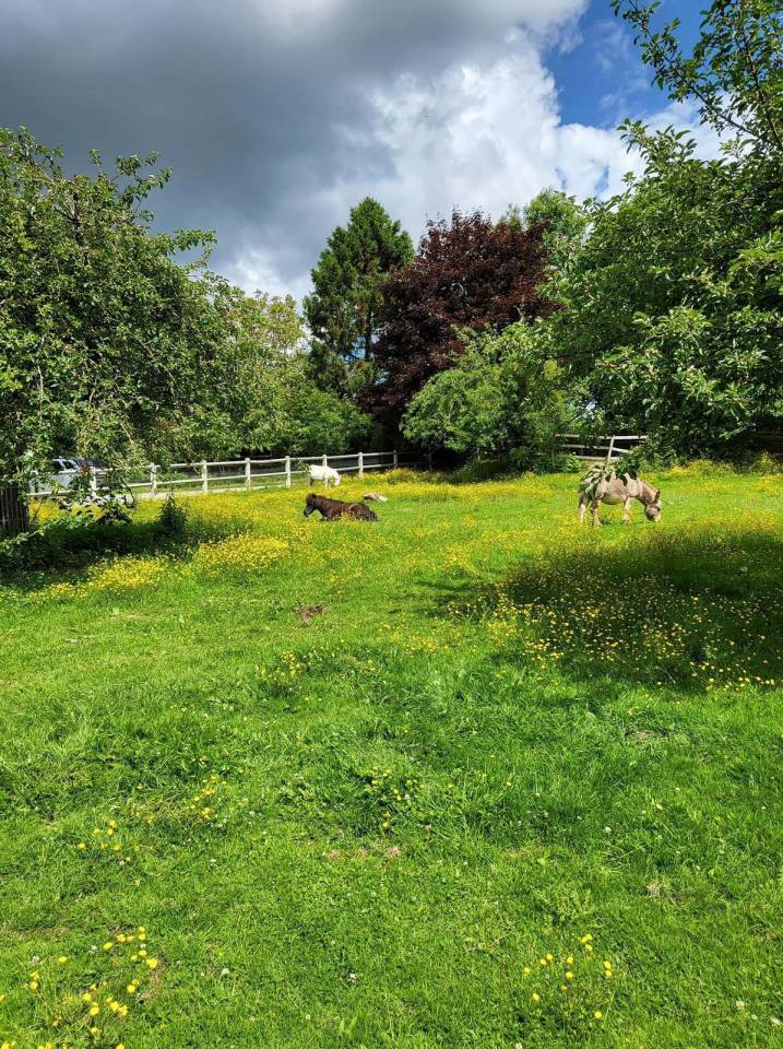 Stoeterij Koop Seine-Maritime