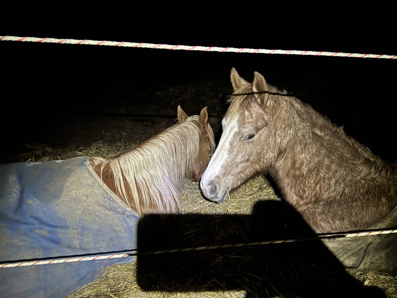 Ruin Arabisch halfbloed Te koop 2023 Vos ,  JAZZ DE MARJOLAINE, AR