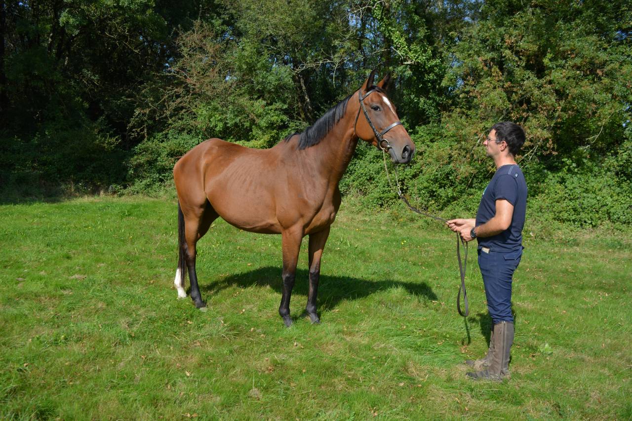 Merrie Volbloed Te koop 2017 Donker bruin / bai