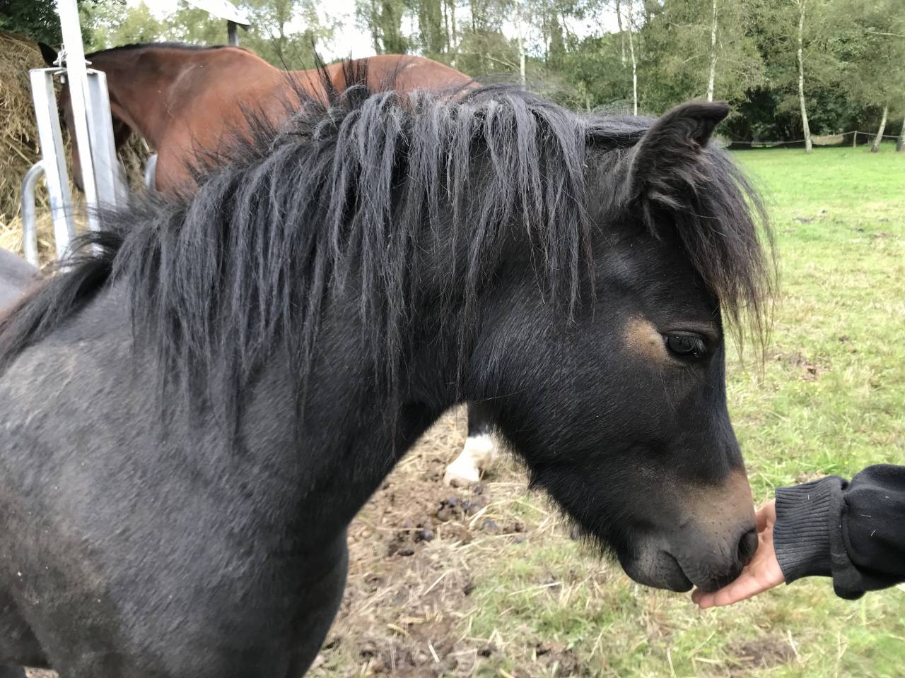 Ruin Dartmoor Te koop 2023 Bruin / Bai