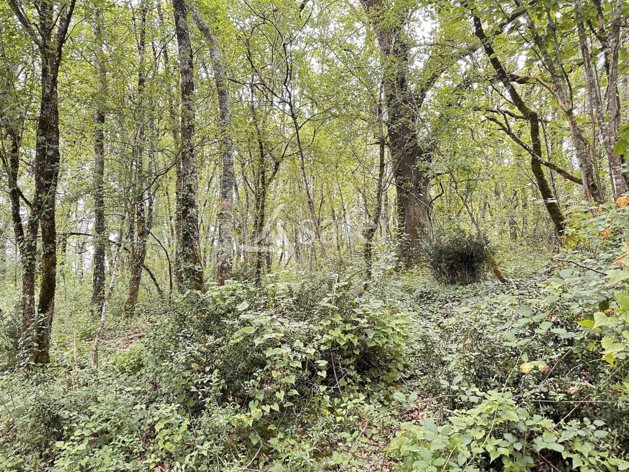 Ander plattelands vastgoed Koop Charente