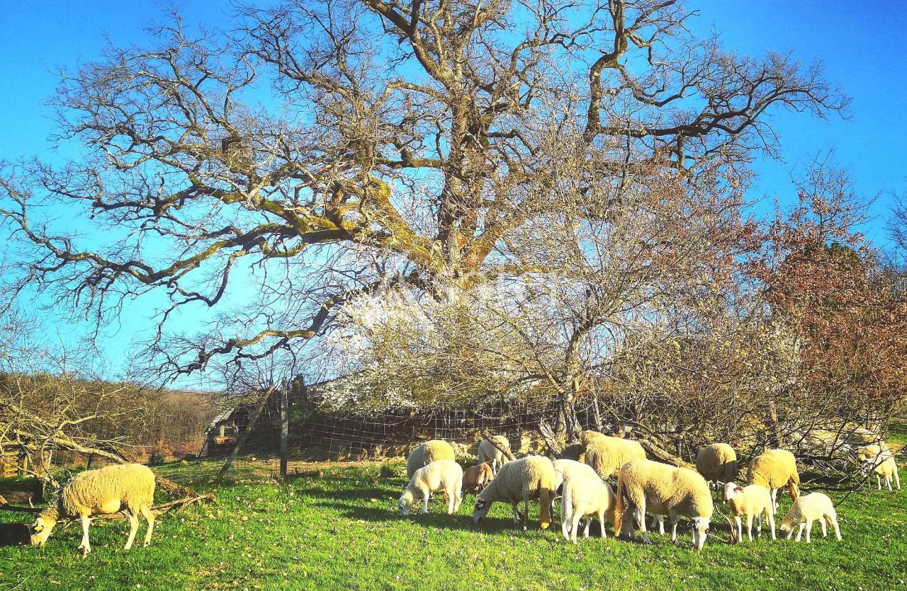 Kippen exploitatie Koop Tarn-et-Garonne