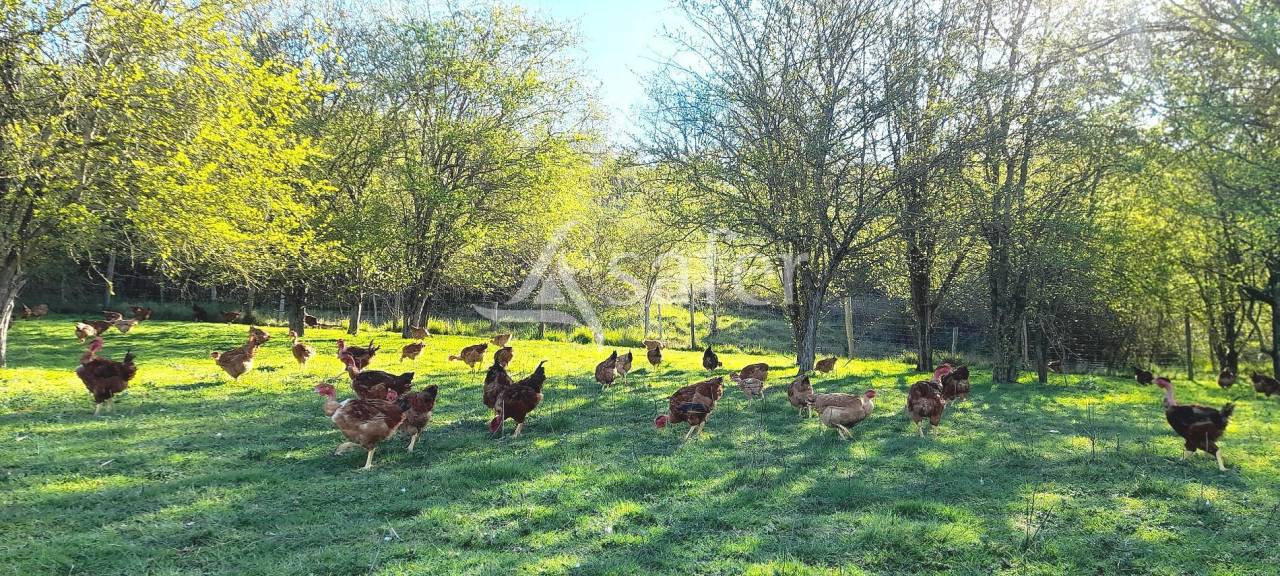 Kippen exploitatie Koop Tarn-et-Garonne