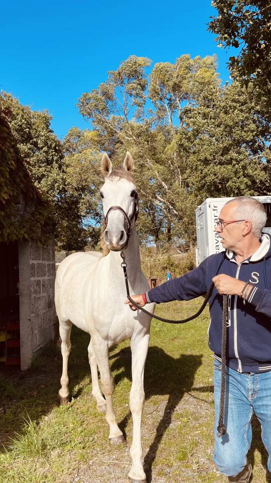 Ruin Zangersheide Te koop 2022 Schimmel ,  CABRIO VAN DE HEFFINCK