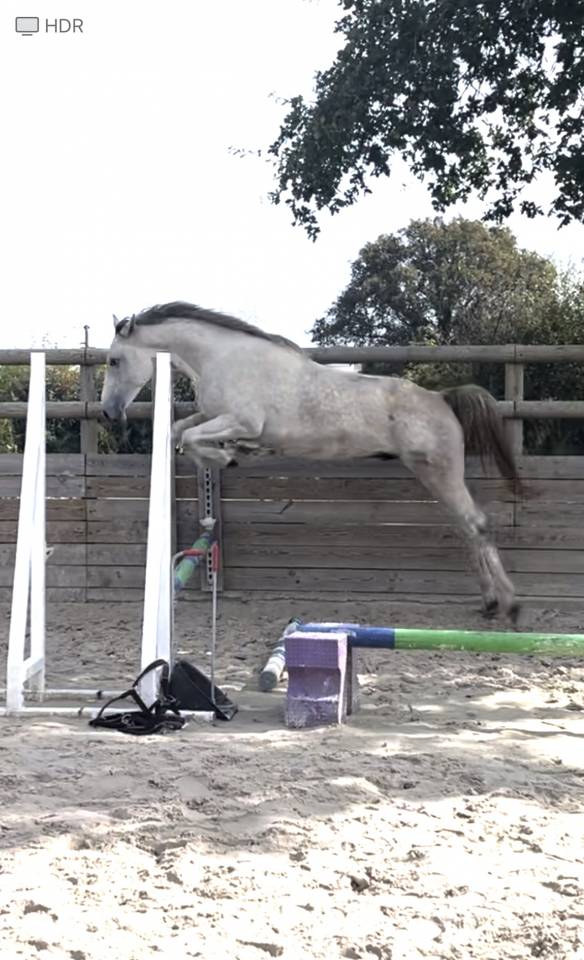 Ruin Zangersheide Te koop 2022 Schimmel ,  CABRIO VAN DE HEFFINCK