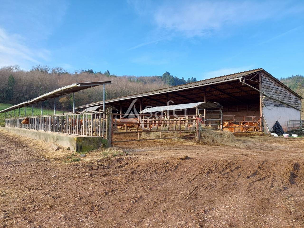 Schapen exploitatie Koop Dordogne