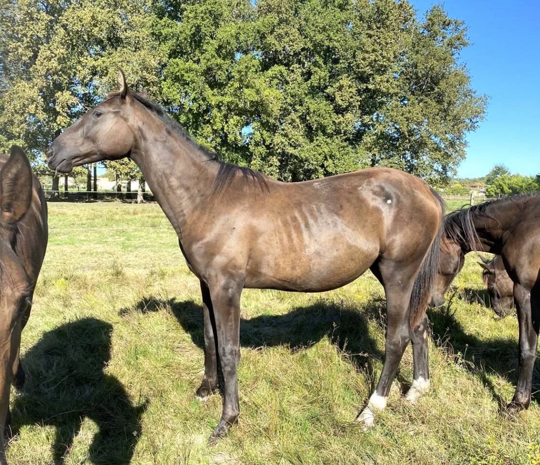 Merrie Selle Français Te koop 2023 Donker bruin / bai ,  ULHAN DU TEMPLE