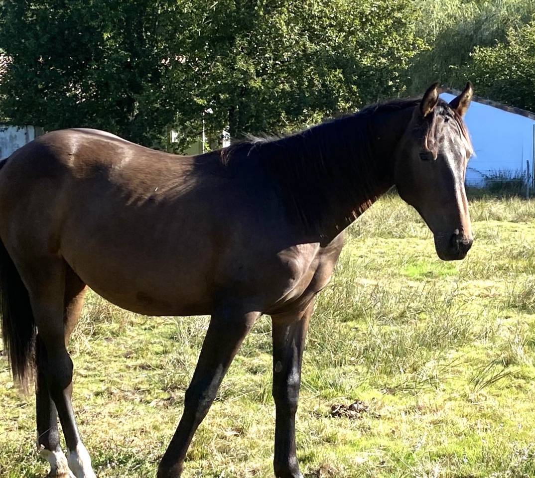 Merrie Selle Français Te koop 2023 Donker bruin / bai ,  ULHAN DU TEMPLE