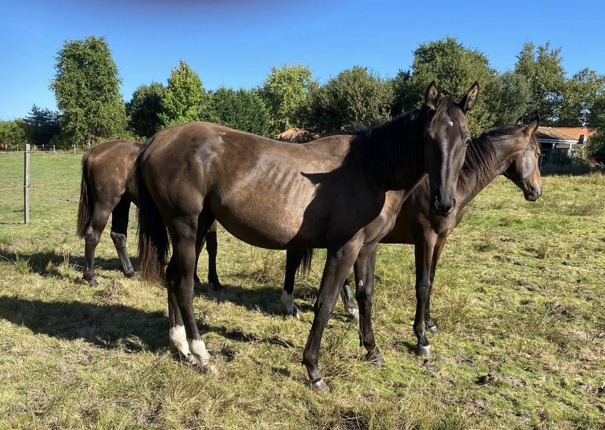 Merrie Selle Français Te koop 2023 Donker bruin / bai ,  ULHAN DU TEMPLE